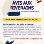Régulation Population de corbeaux
