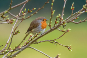 fotoblend-robin-9578746